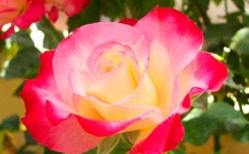 Чайно-хибридни рози