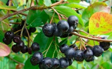 Арония черноплодная (офика)