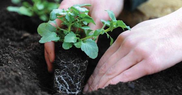 Как да расте разсад петунии в домашни условия