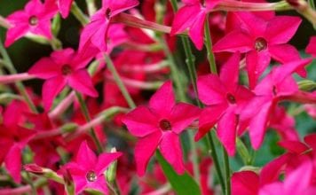 Ароматен тютюн