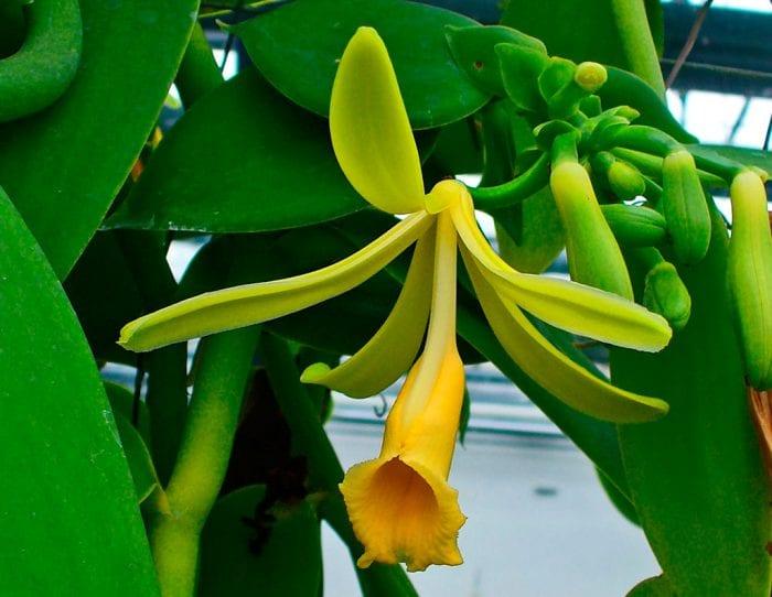 Орхидея и ванилия (Ванильная orchid)