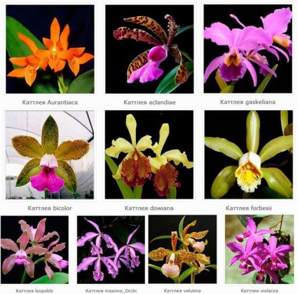 Orchid Каттлея