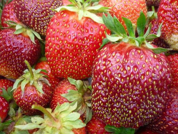 Най-добрите сортове ягоди: снимки и описание