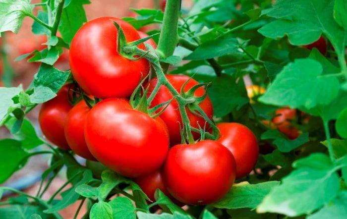 Списък на най-добрите сортове домати