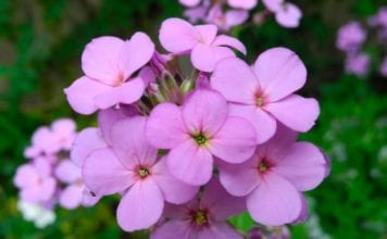 Нощен виолетов