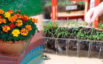 Отглеждане на невен