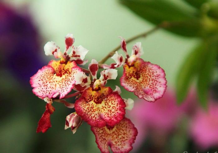 Orchid толумния