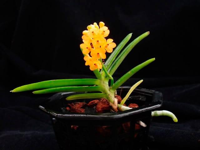 Orchid аскоцентрум