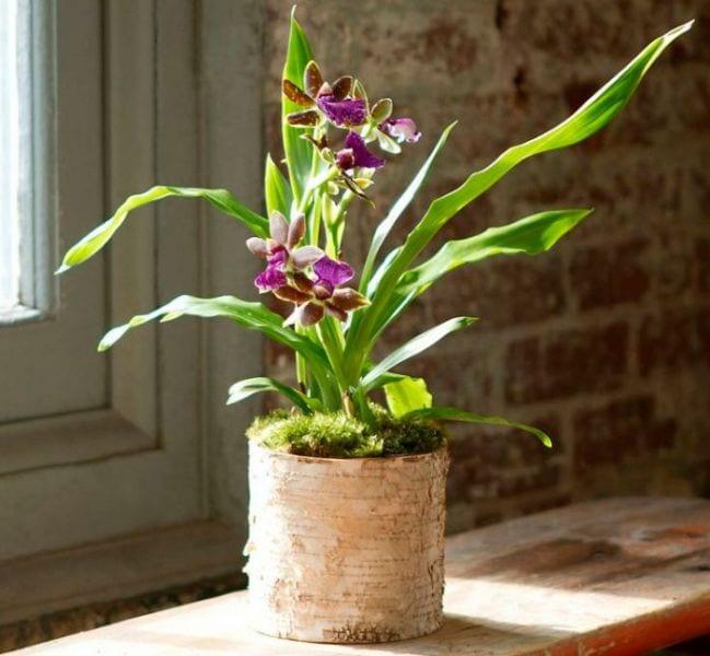 Orchid зигопеталум