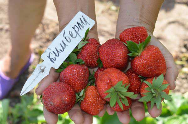 Най-добрите сортове ягоди: снимки и описание