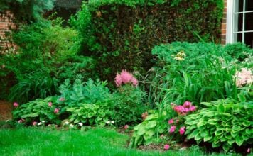 Сенчесто храсти за градината многогодишни