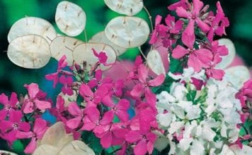 Възраждащата