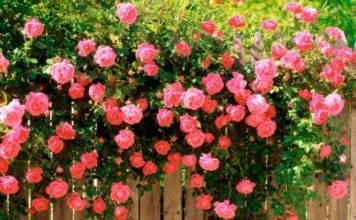 Градински рози