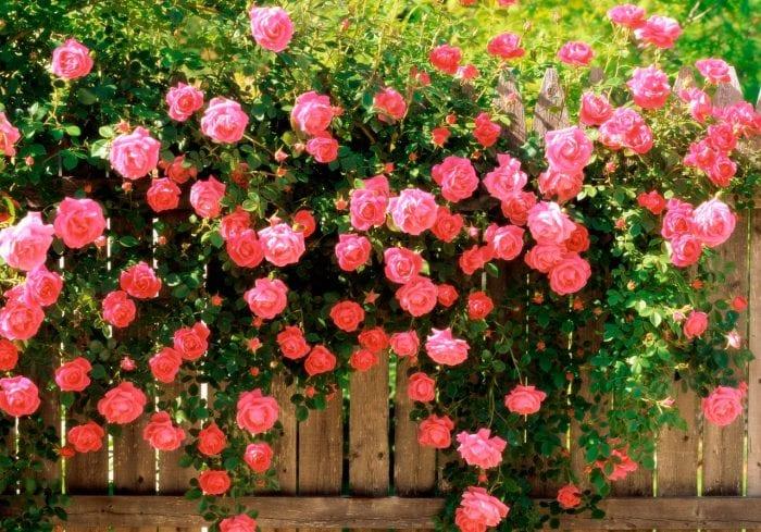 Градински рози