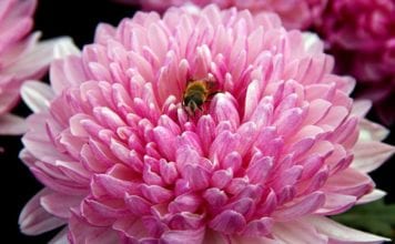 Хризантемата