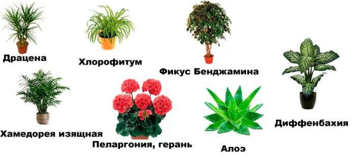 Най-добри стайни растения, използвано за почистване на въздуха