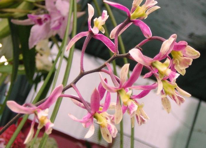 Orchid энциклия