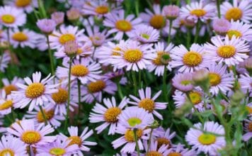 Эригерон (мелколепестник)