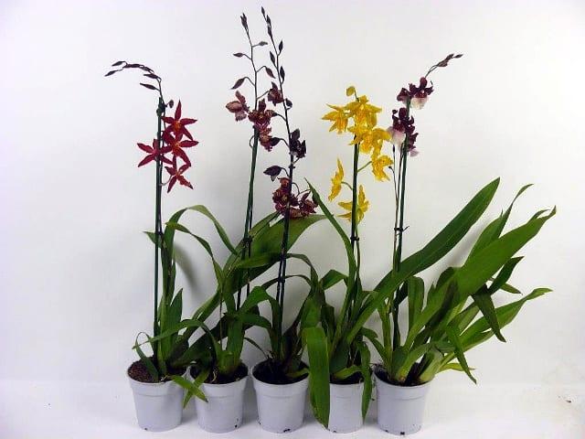 Orchid одонтоглоссум
