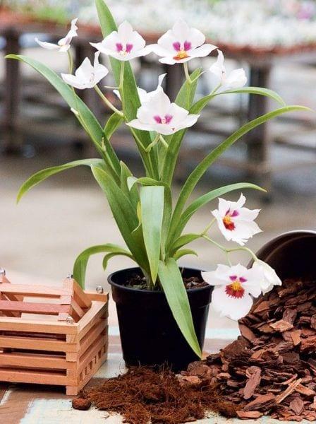 Orchid мильтония