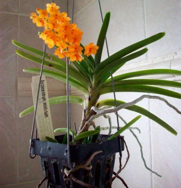 Orchid аскоцентрум