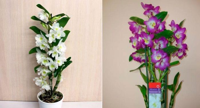 Orchid дендробиум nobile