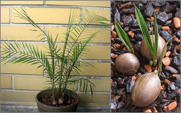 Стайна палма — видове и грижи