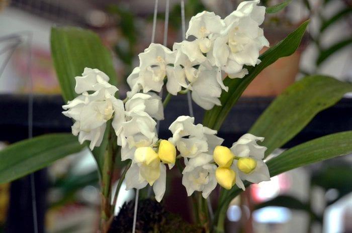 Orchid аганизия
