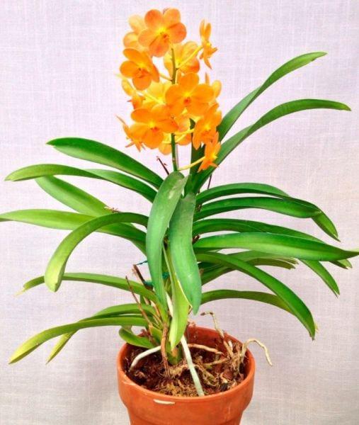 Orchid аскоценда