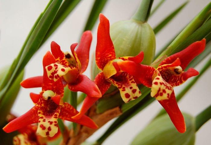 Orchid максиллярия