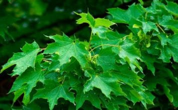 Клен остролистный