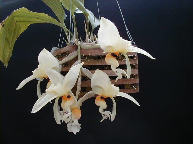Orchid стангопея