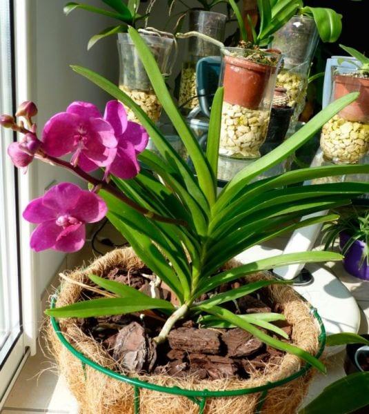 Orchid аскоценда