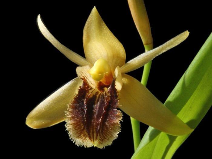 Orchid целогина