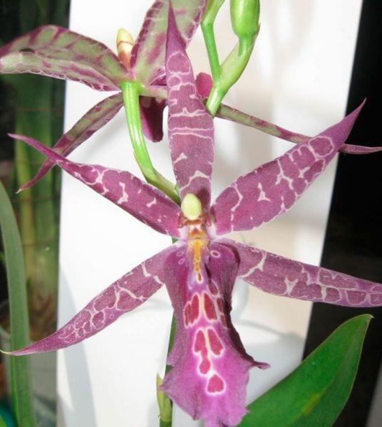 Orchid мильтония