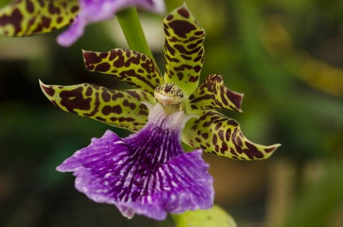 Orchid зигопеталум