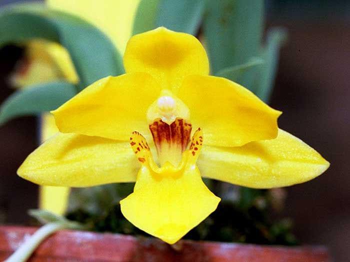 Orchid променея