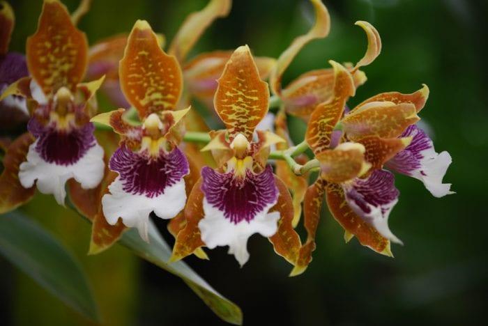 Orchid одонтоглоссум