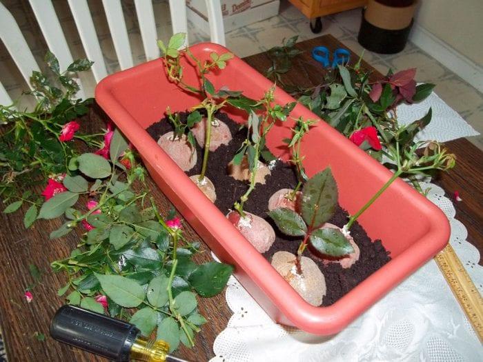 Размножаването на рози чрез резници в домашни условия