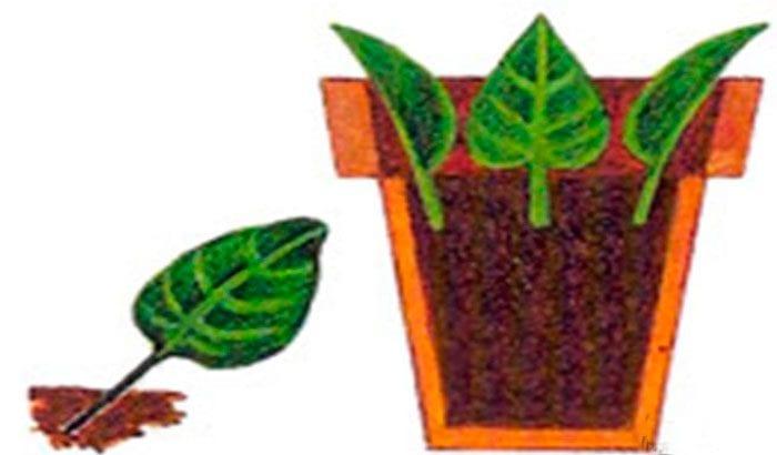 Начини на размножаване на стайни растения