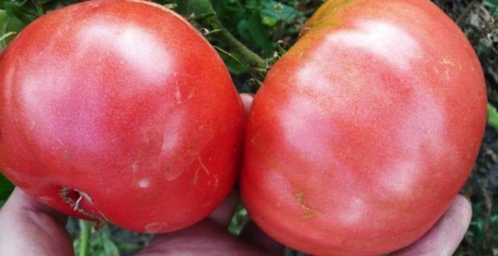 Списък на най-добрите сортове домати