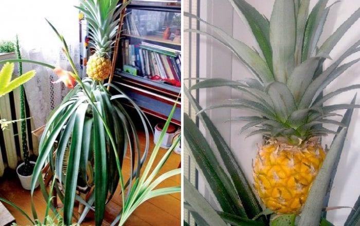 Как да отгледате ананас в домашни условия?