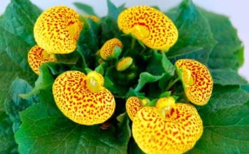 Кальцеолярия