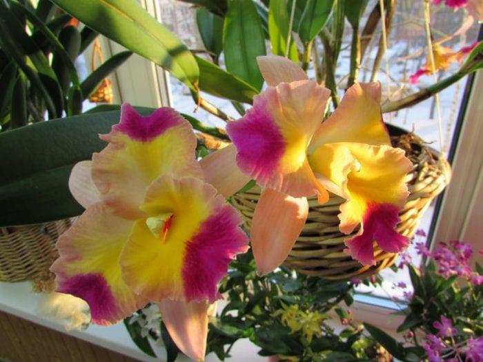 Orchid Каттлея
