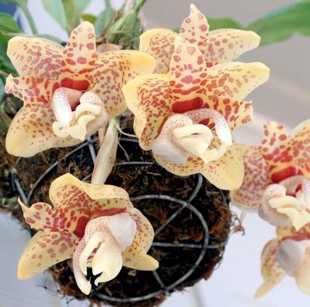 Orchid стангопея
