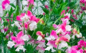 Сладък грах