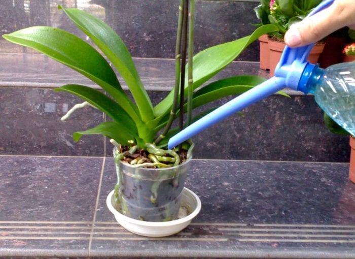 Как да се грижим за домашна една орхидея