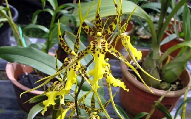 Брассия (orchid-паяк)