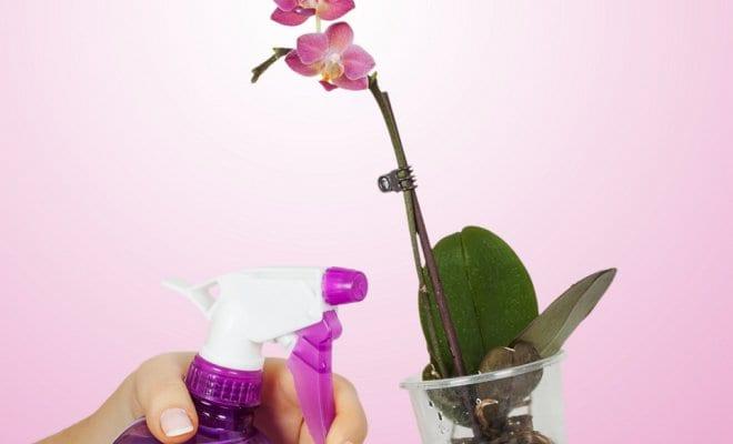 Как да се грижим за домашна една орхидея