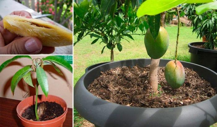 Как да се култивира манго от кости